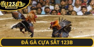 Hướng dẫn cách tham gia giải trí cá cược chọi kê tại nhà cái