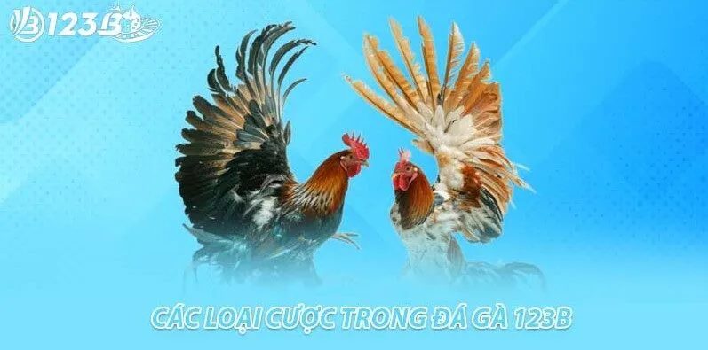 Khám phá sức hấp dẫn của đá gà tại 123B